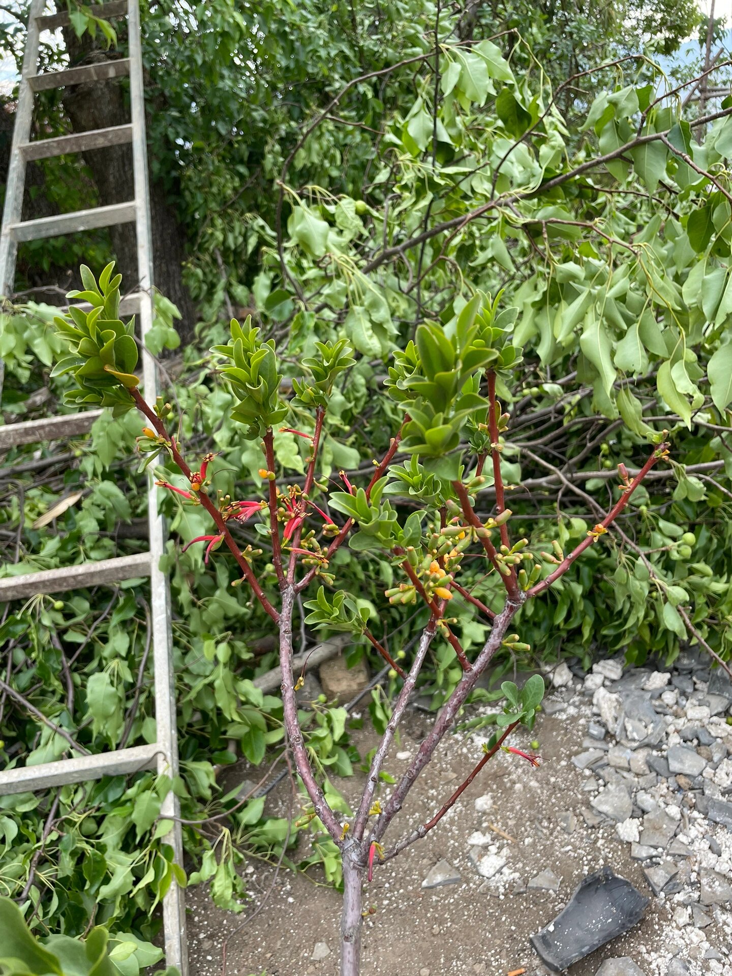 梨树上的寄生草是什么品种?有什么用?