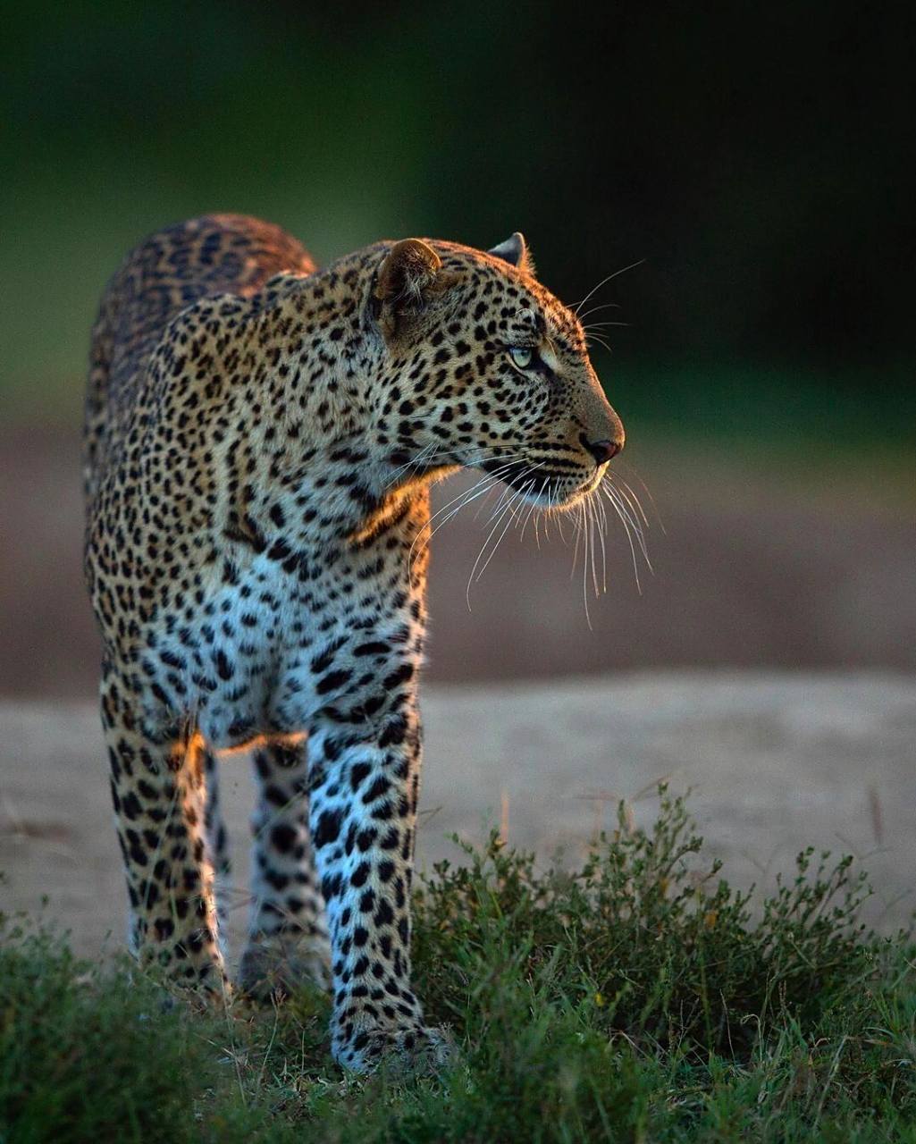 90来自肯尼亚的豹子照片,你最喜欢哪一张06