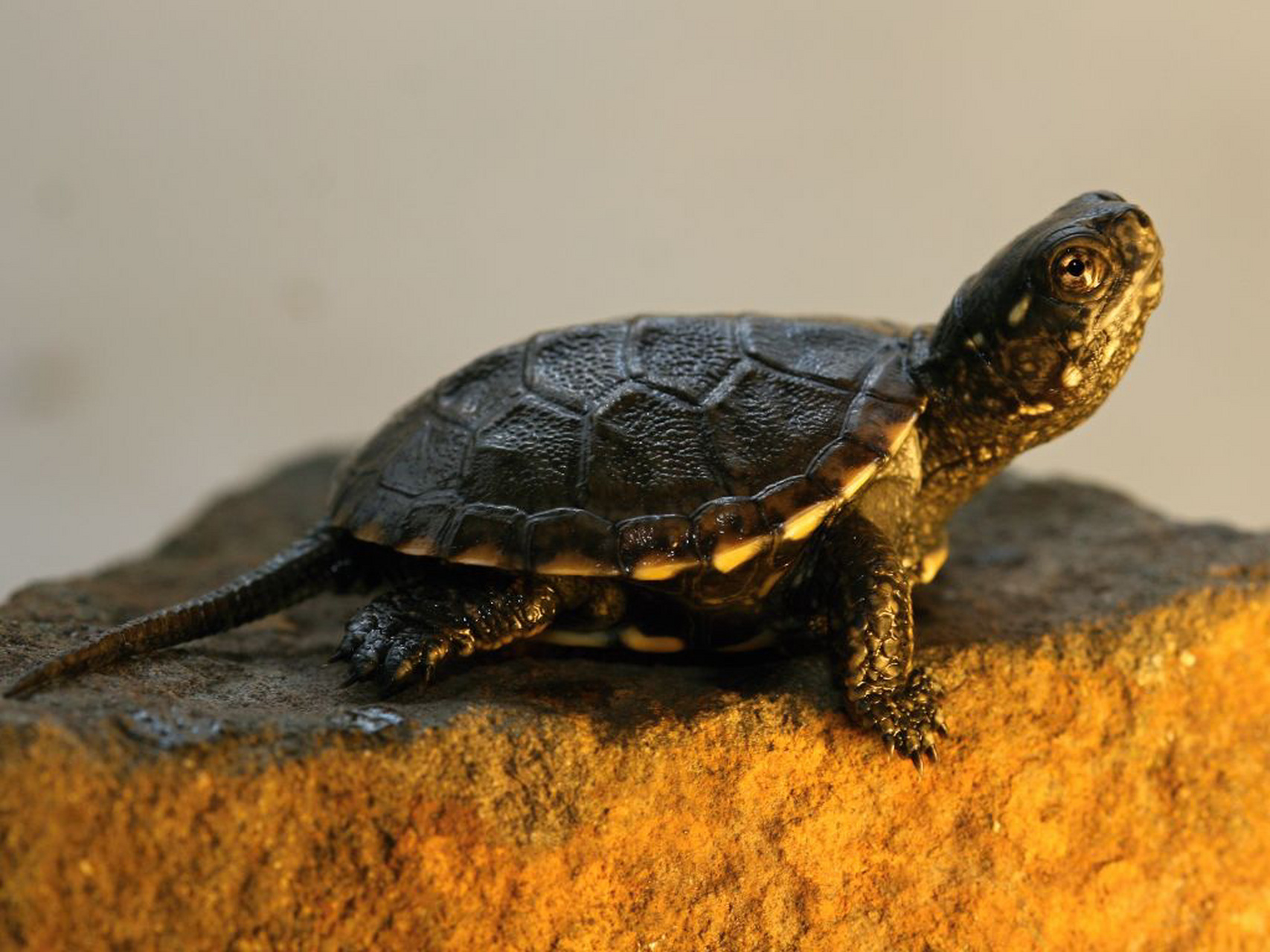 欧洲泽龟是欧洲分布最广的龟,该品种相对冷门.