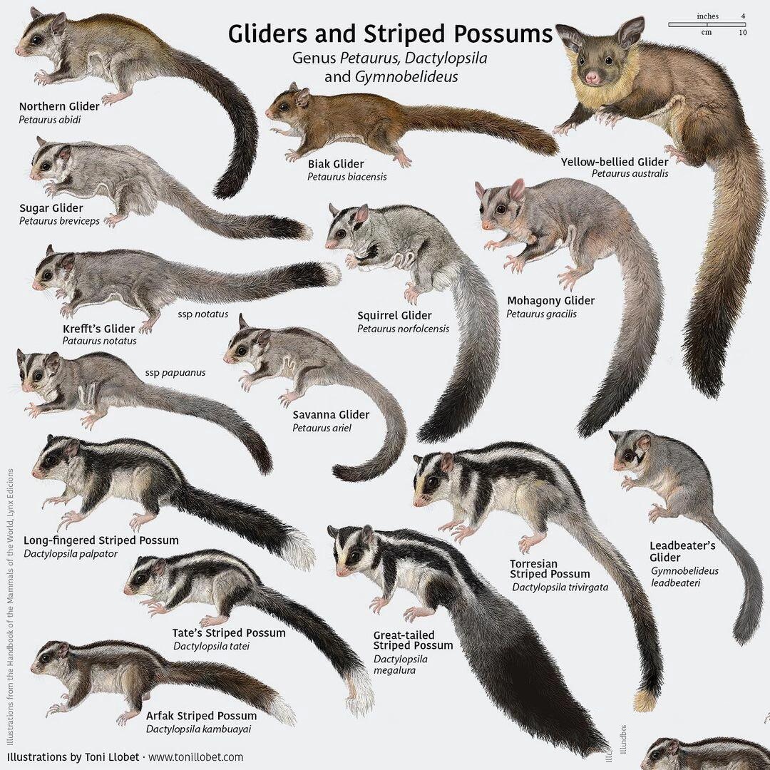 petauridae 袋鼯科