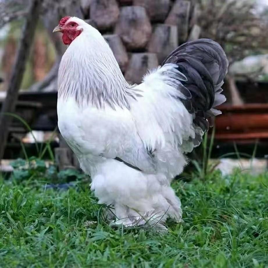 这种婆罗门鸡又称梵天鸡,它可谓是鸡中的战斗鸡,一看到它的样子,人们