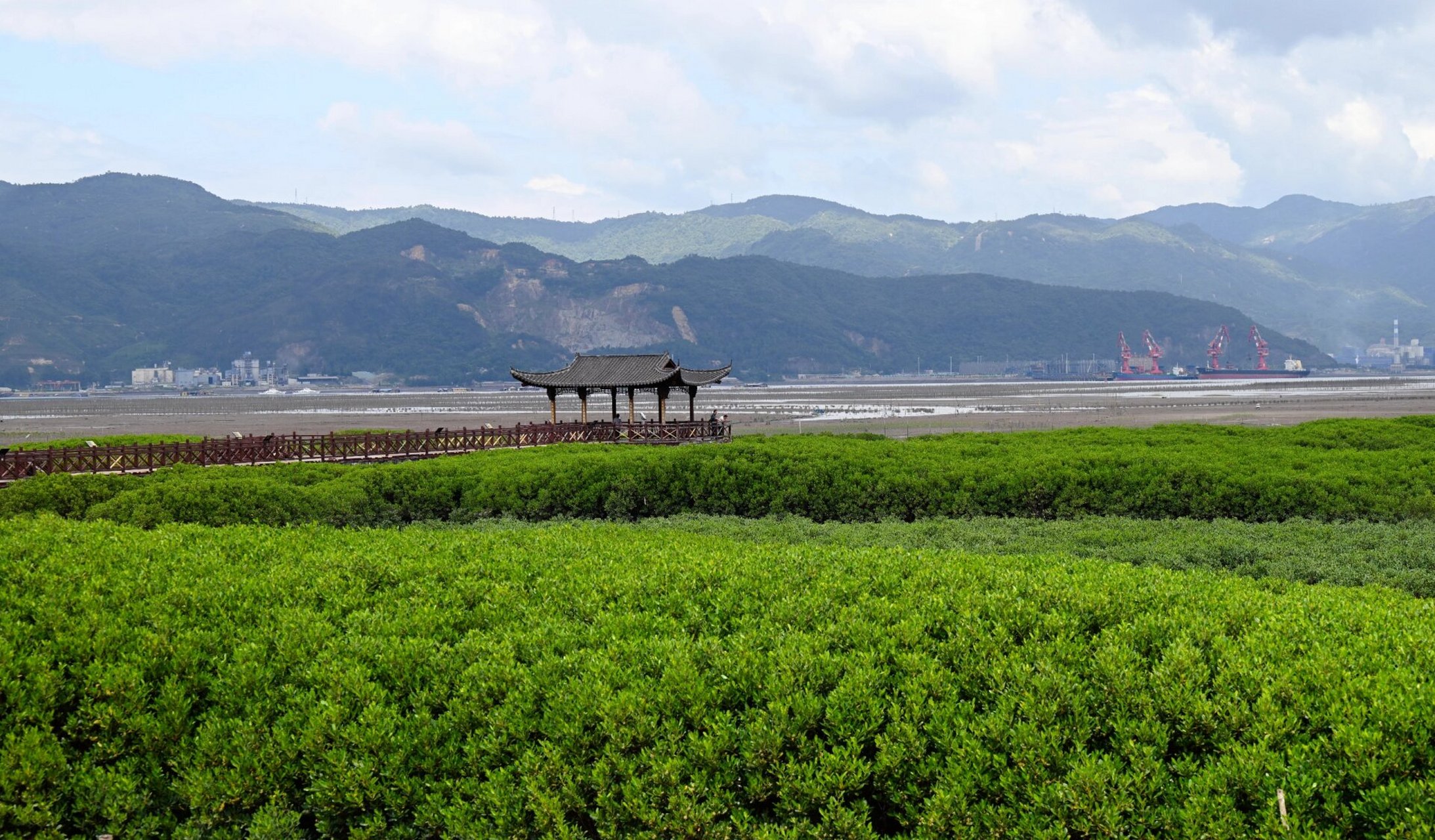 罗源北山红树林公园,近观滩涂生态好去处 【北山红树林湿地公园】北