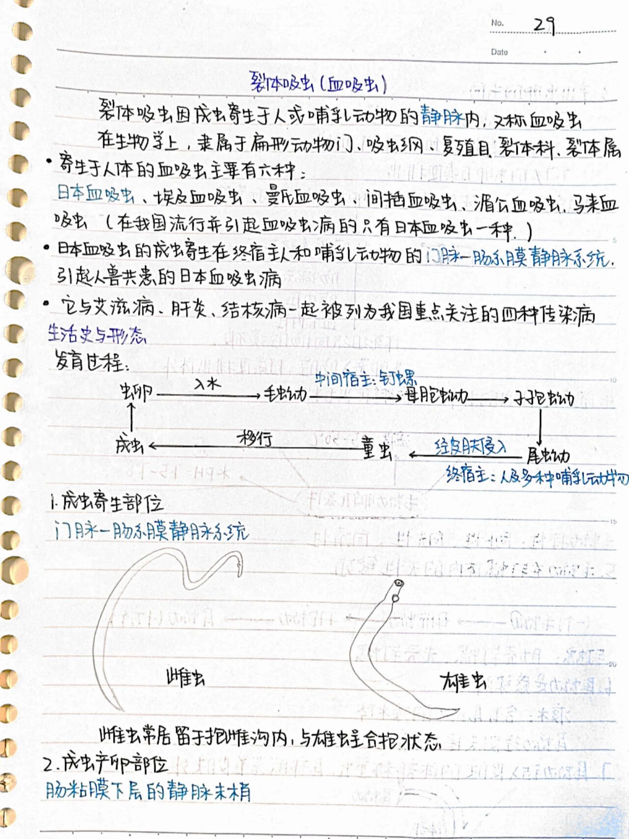 鞭虫生活史箭头图图片