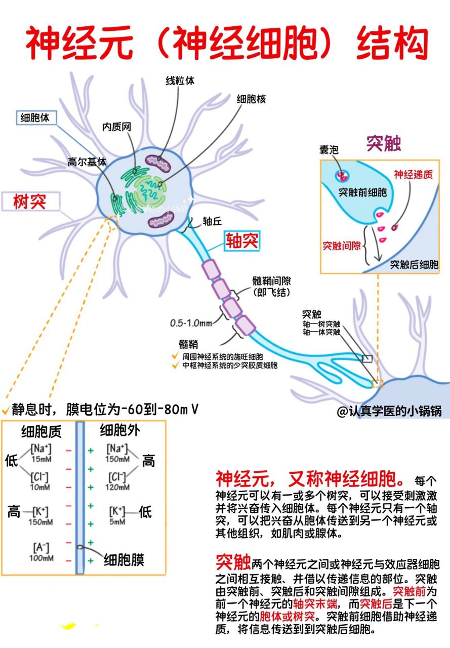 轴突树突形神经元图示图片