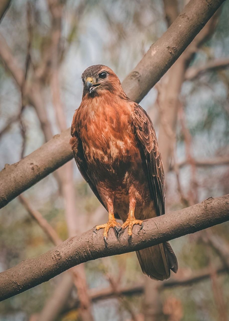 鸟类图鉴|普通鵟之君临天下 在成都植物园和这只普通鵟不期而遇,这不