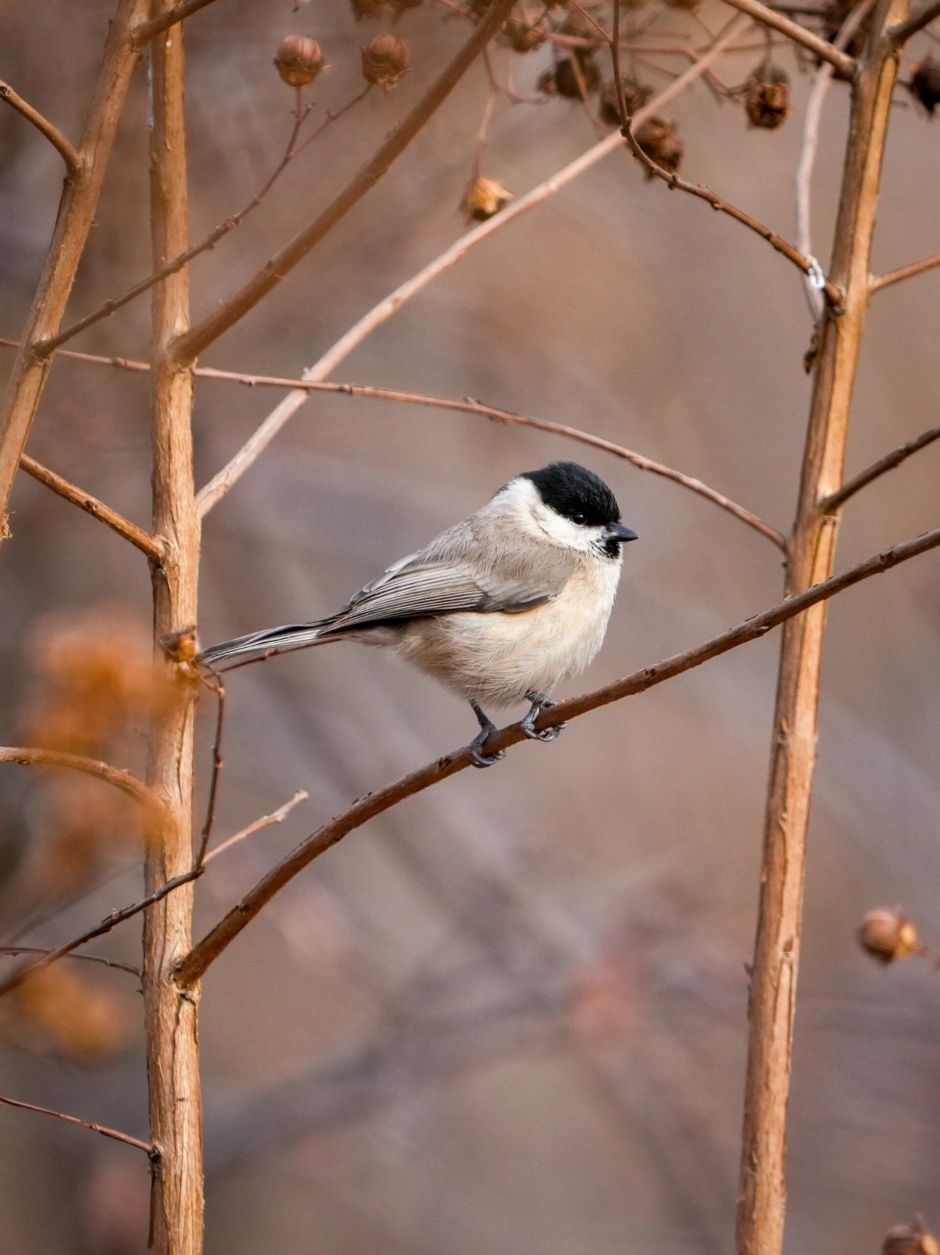 看图识鸟,各种山雀,大家分得清楚么99