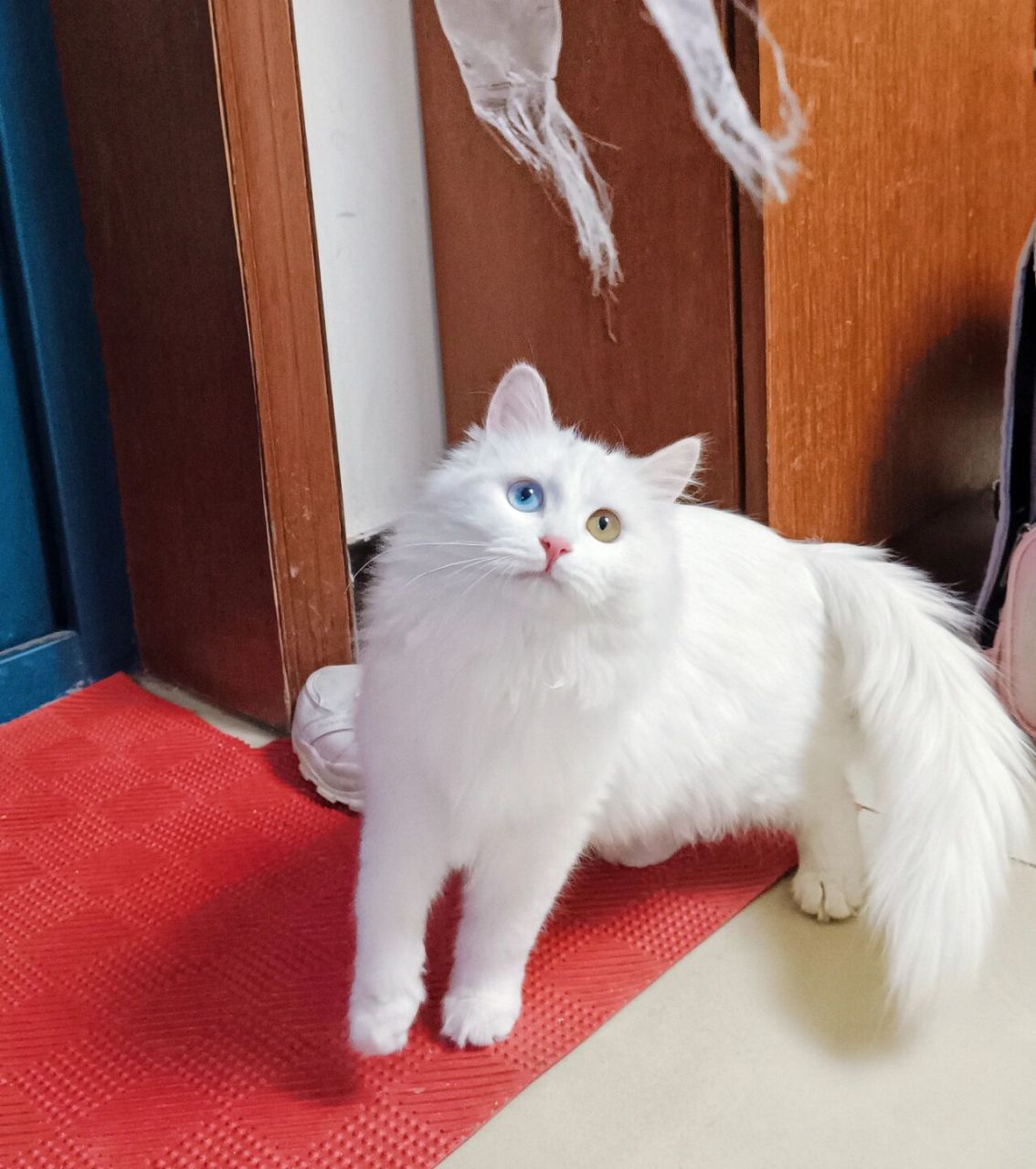 异瞳狮子猫,蹲家长 头顶带点灰哈,慢蹲个家长～ 妹妹,四个月,超级可爱