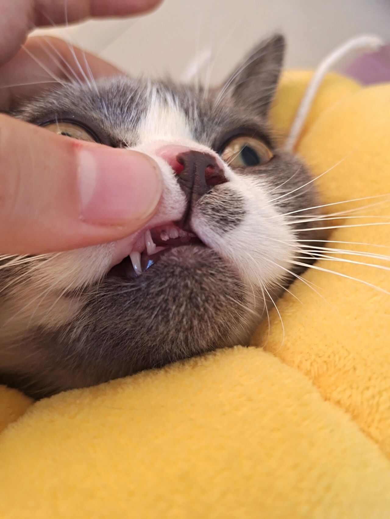猫咪门牙黑了别慌那是换牙