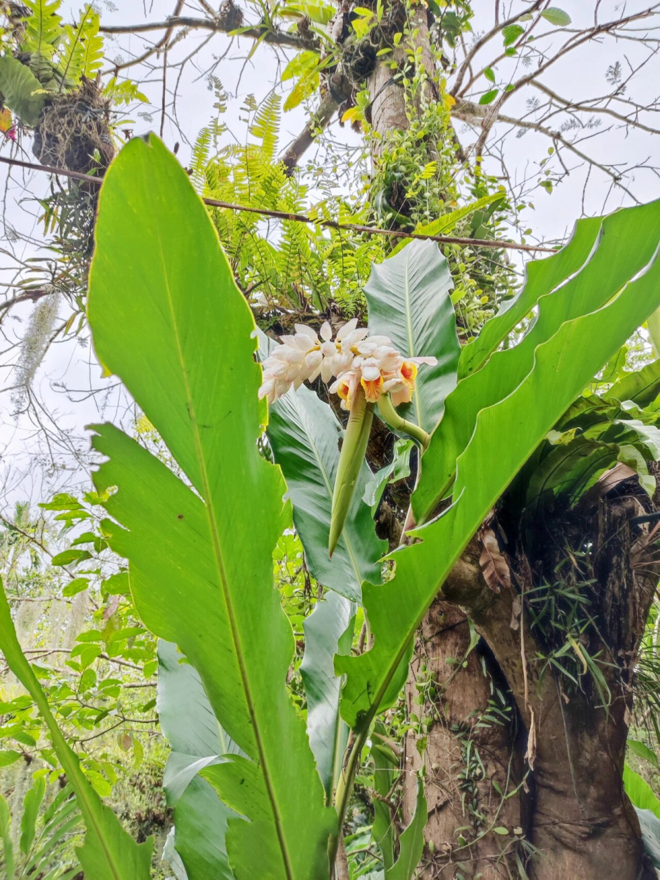 海南山姜 海南山姜 alpinia hainanensis k.