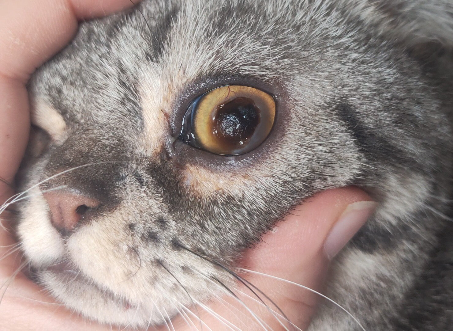 猫咪大面积角膜腐骨保守治疗(成都) 第一张:治疗前2022.4.