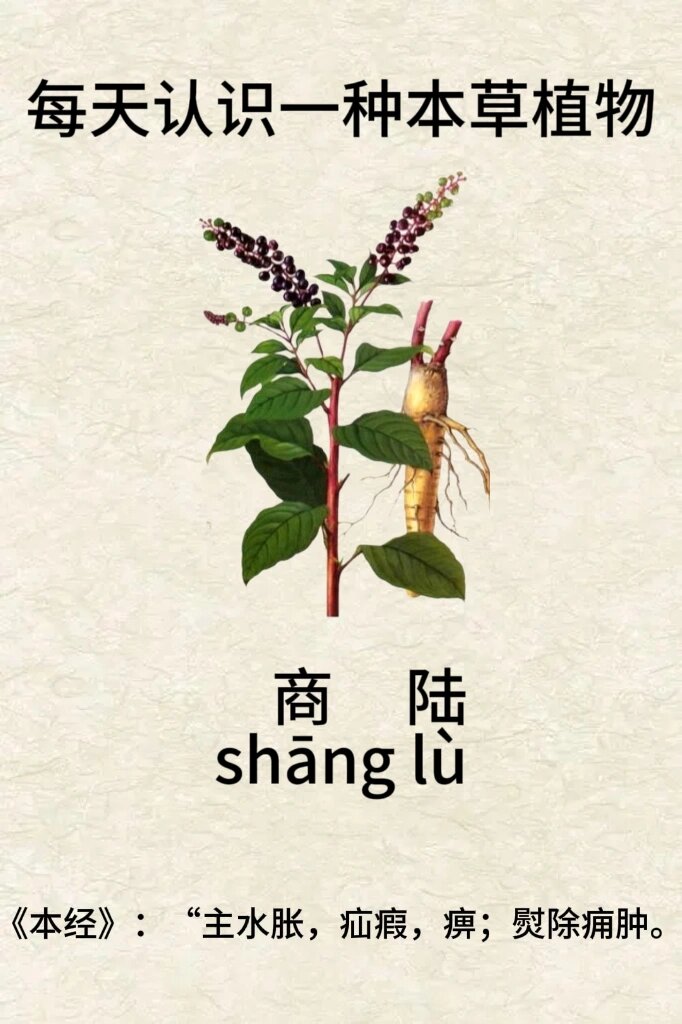 每天认识一种本草植物 商陆