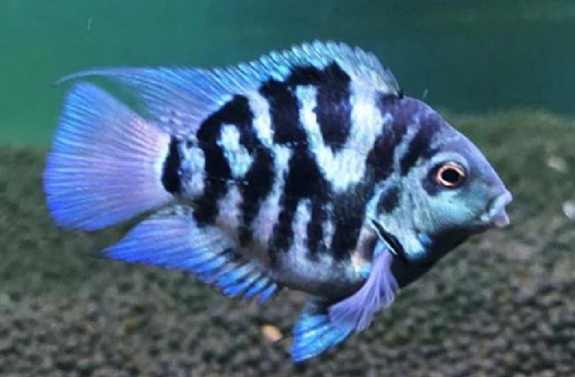 每日一更,迷你鹦鹉 别名:迷你鹦鹉 拉丁学名:不详 科:慈鲷科 目:隆头