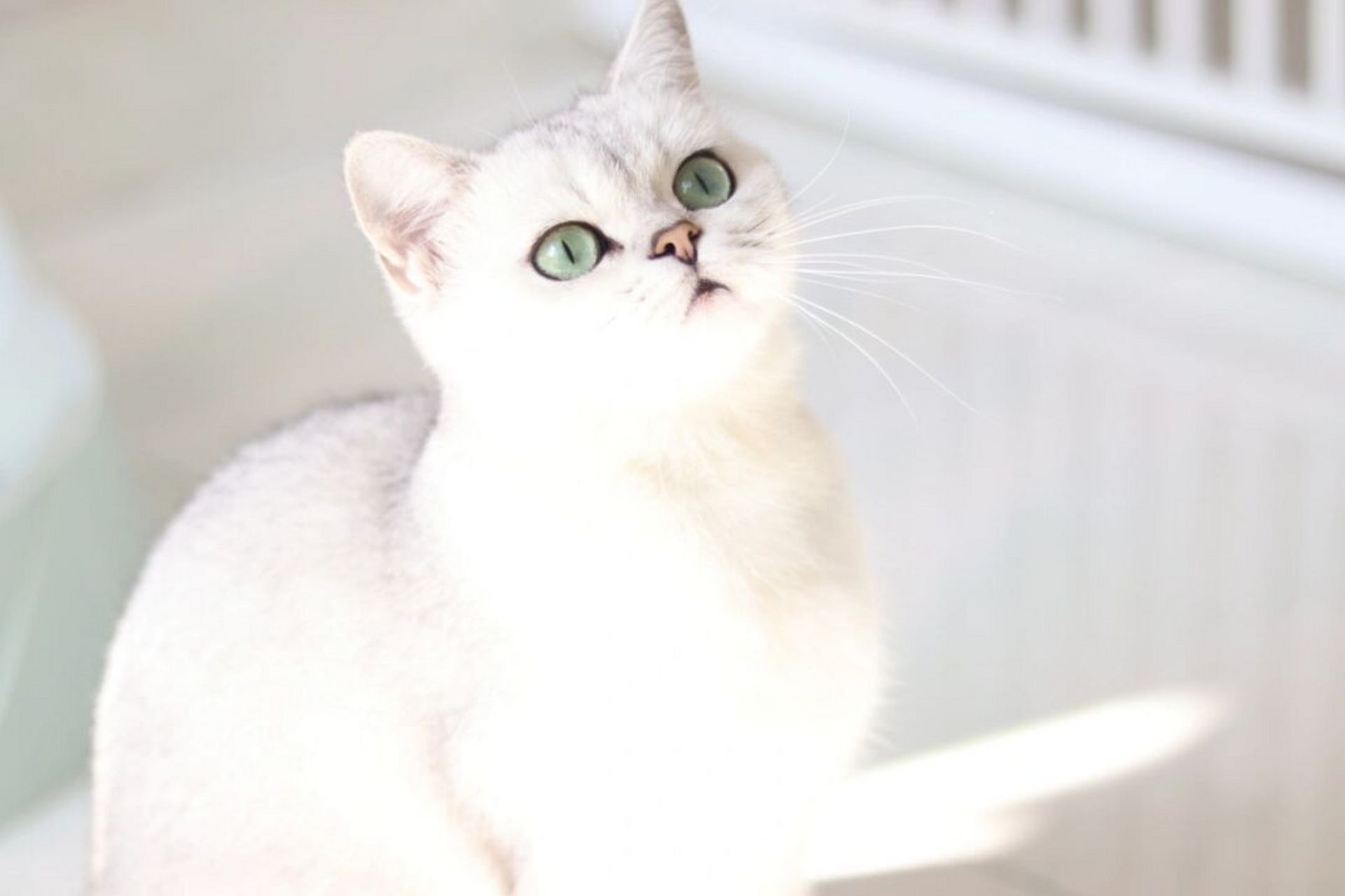 一张曝光过度照片 #英短银渐层