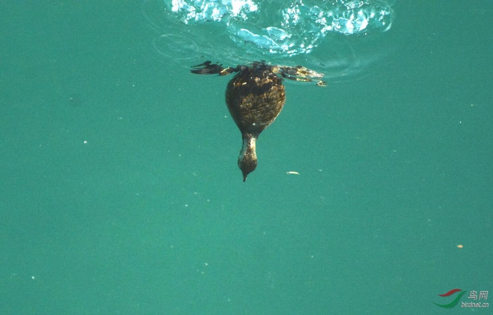 小鸊鷉,常见的水鸟,别名油鸭,王八鸭子 小鸊鷉,常见的水鸟,别名油鸭