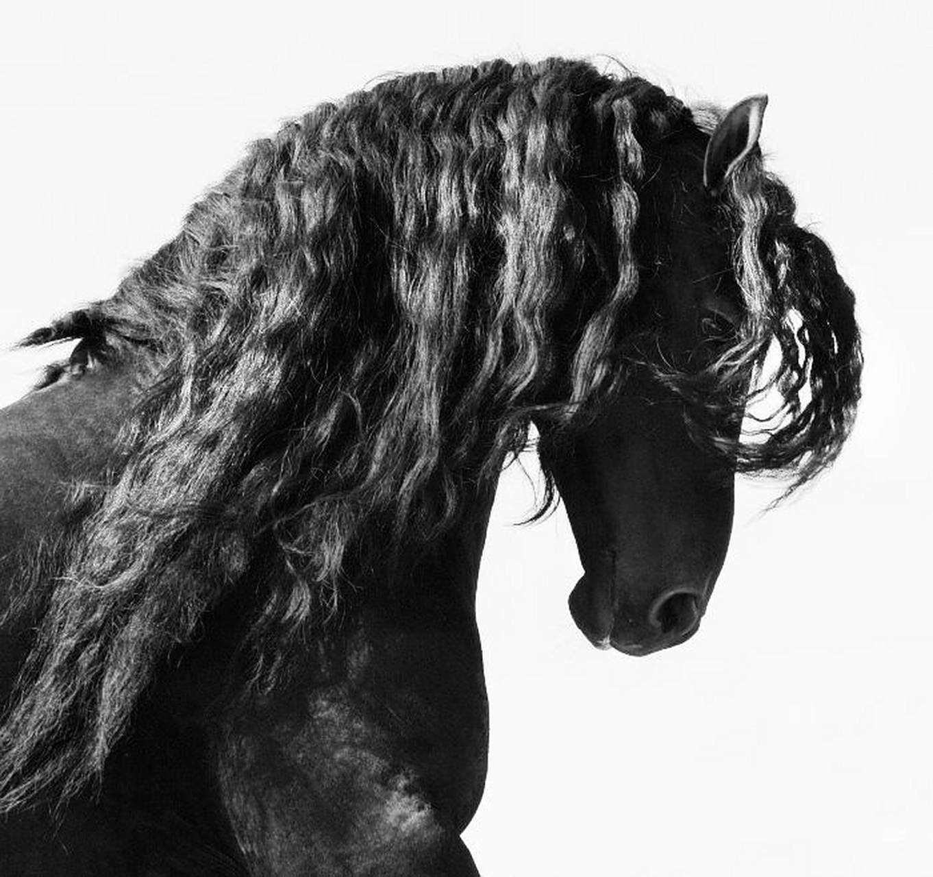 世界上最帅的马【弗里斯兰】 世界上最帅的马 今天的弗里斯兰马既可