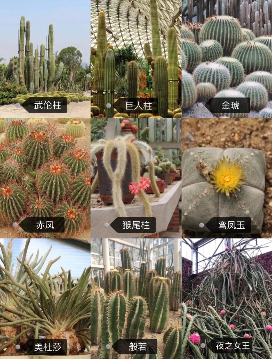 千奇百怪的仙人掌|仙人掌植物百科 16615雄伟壮观的武伦柱 摩天柱