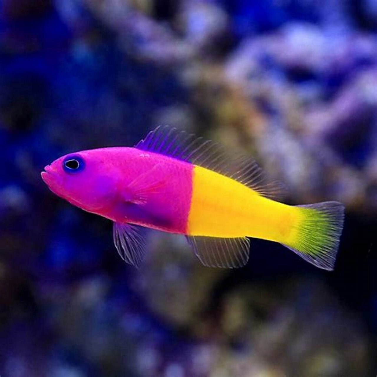 双色草莓鱼 🌊 fantasea·奇妙海洋 	 57.