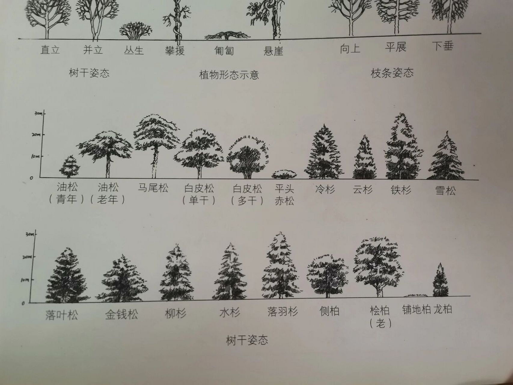 植物平面图对应立面图图片