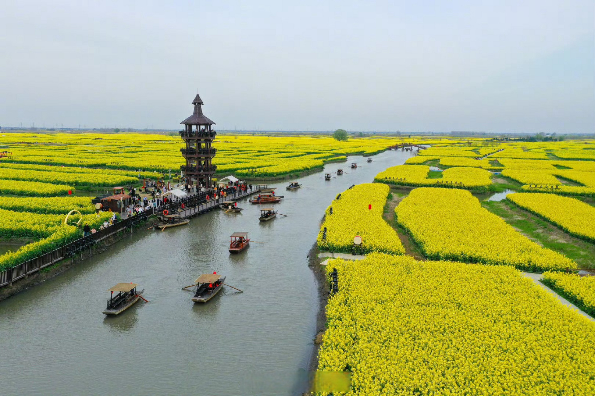 兴化千垛油菜花海美如画卷#】清明时节,春和景明,江苏兴化千垛景区