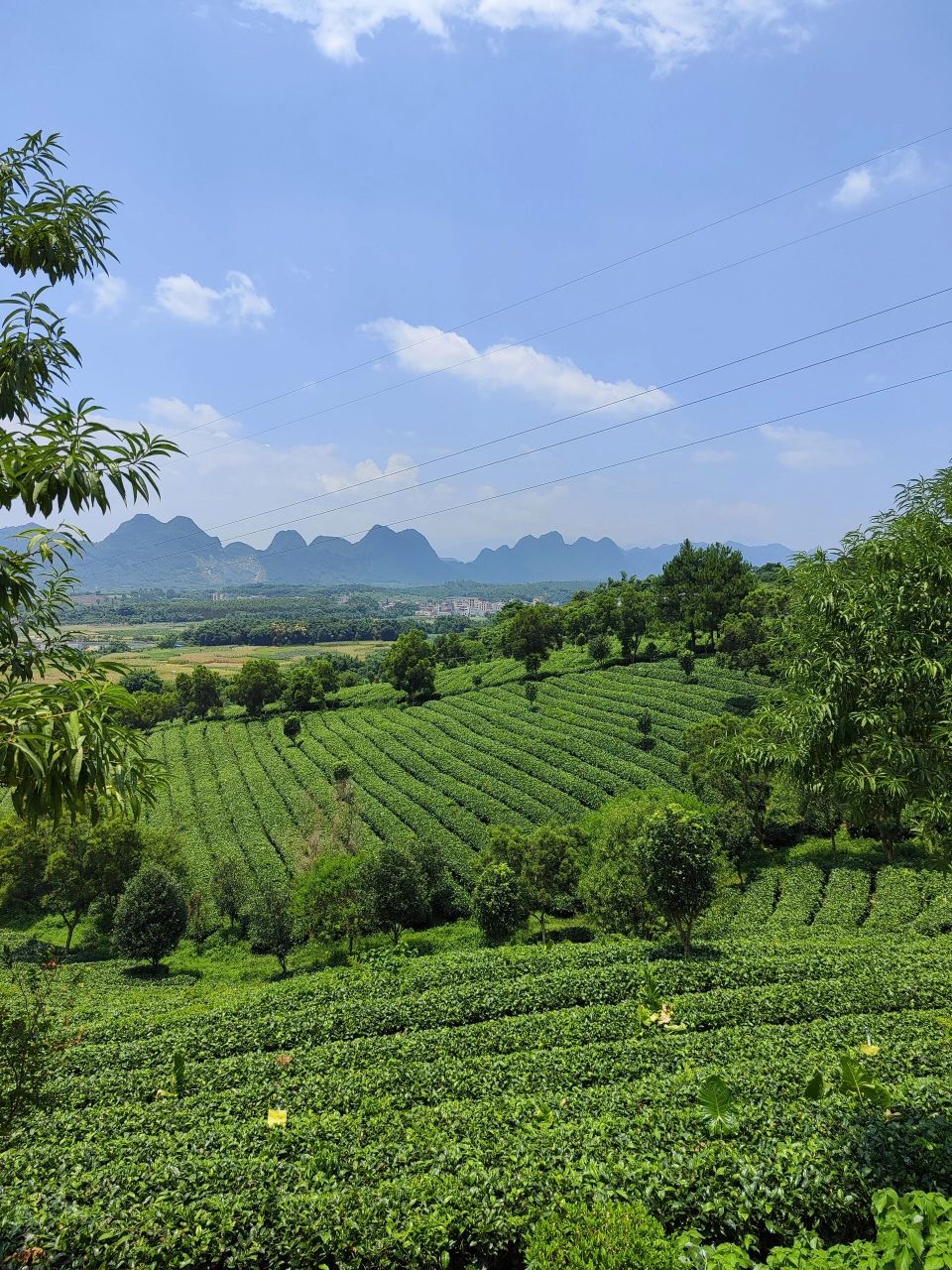 茶香四溢95美景如画,打卡英德茶趣园95  在英德市区西郊马口,是一