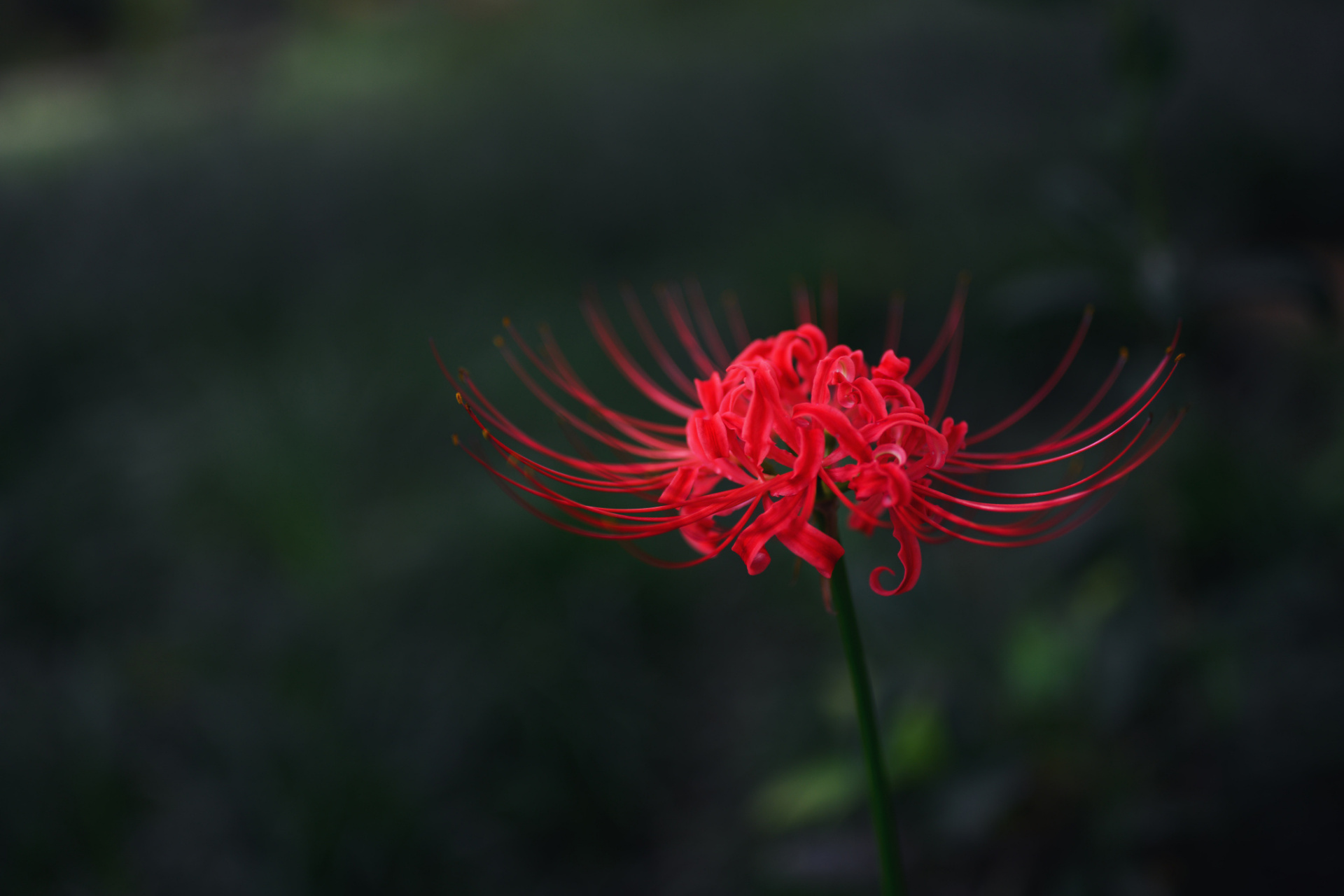 但是啊,这彼岸花虽然美得让人心醉,因为它生长的环境独特,想要一睹其