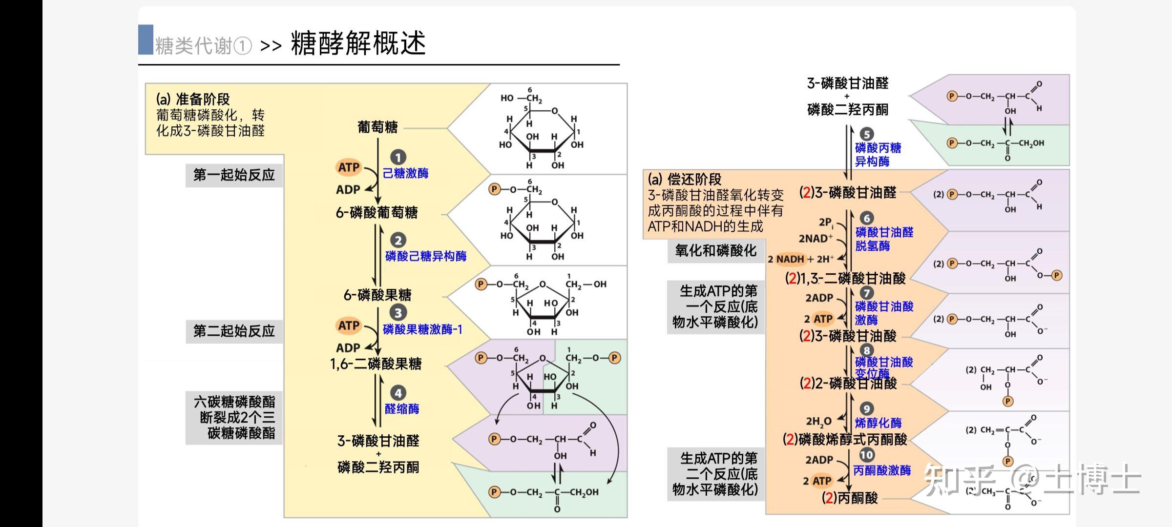 生物化学糖的有氧氧化全过程是啥