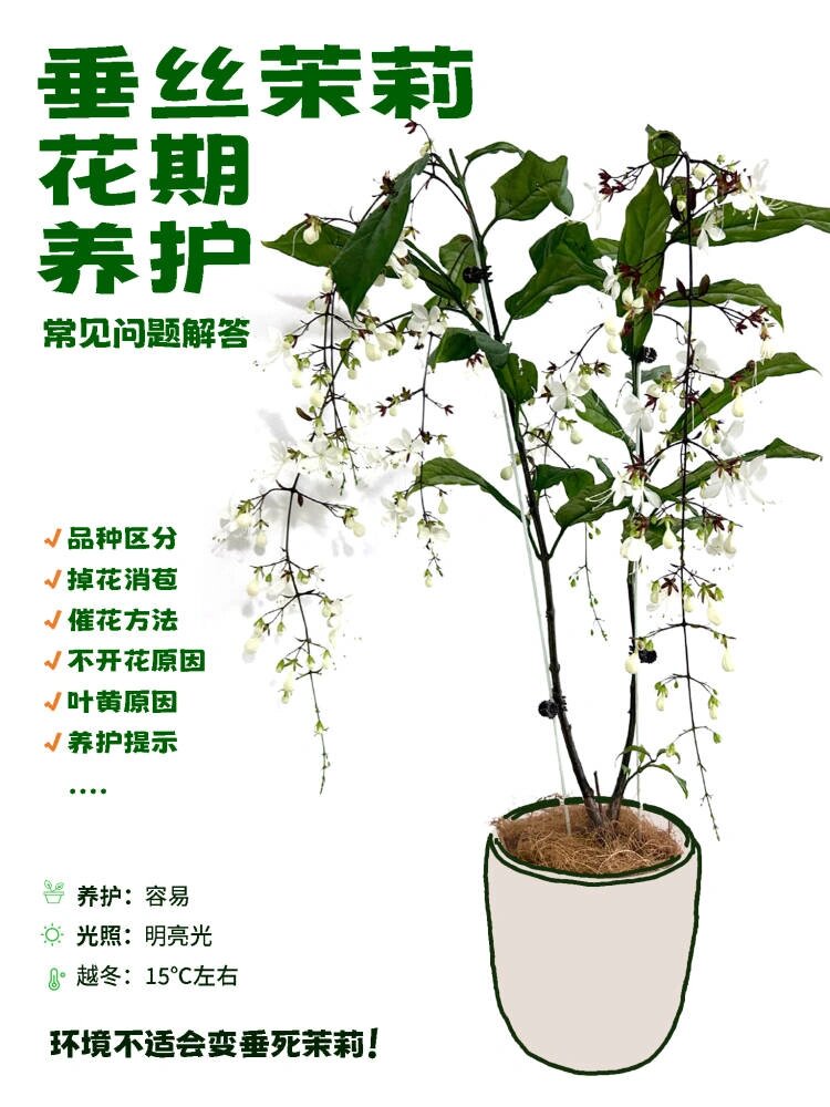 垂丝茉莉发芽图片