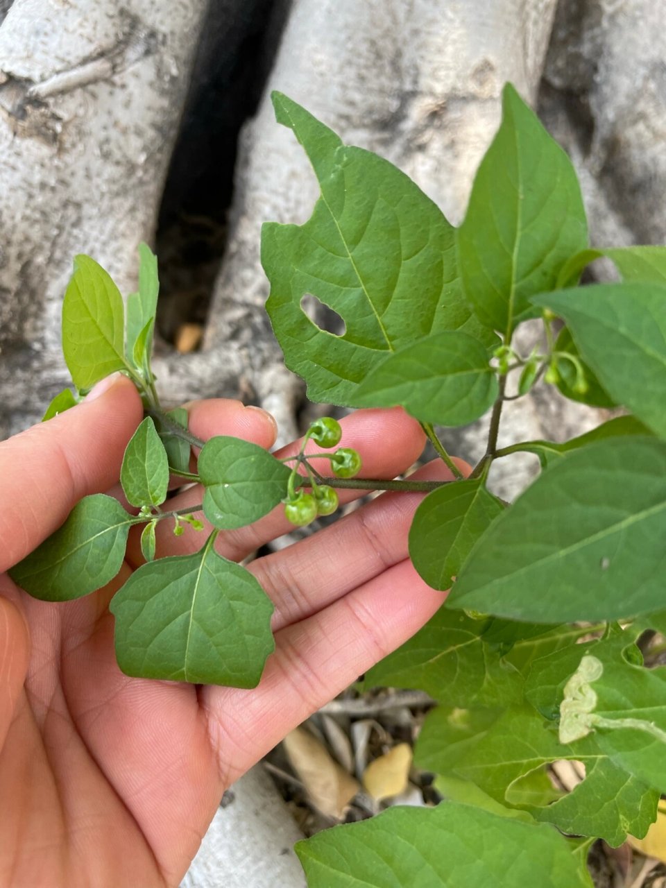 龙葵(百度出来的功效) 龙葵是一种性质寒凉的中药材,它能清热解毒也能