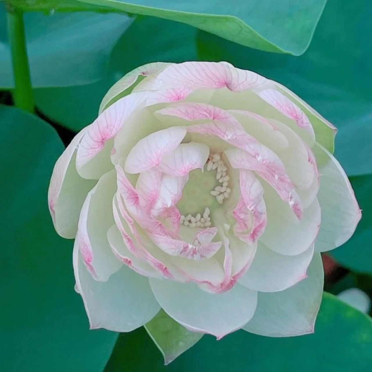 白莲花头像 好久没更新荷花头像了,图片也存相册好久了,不知道是在