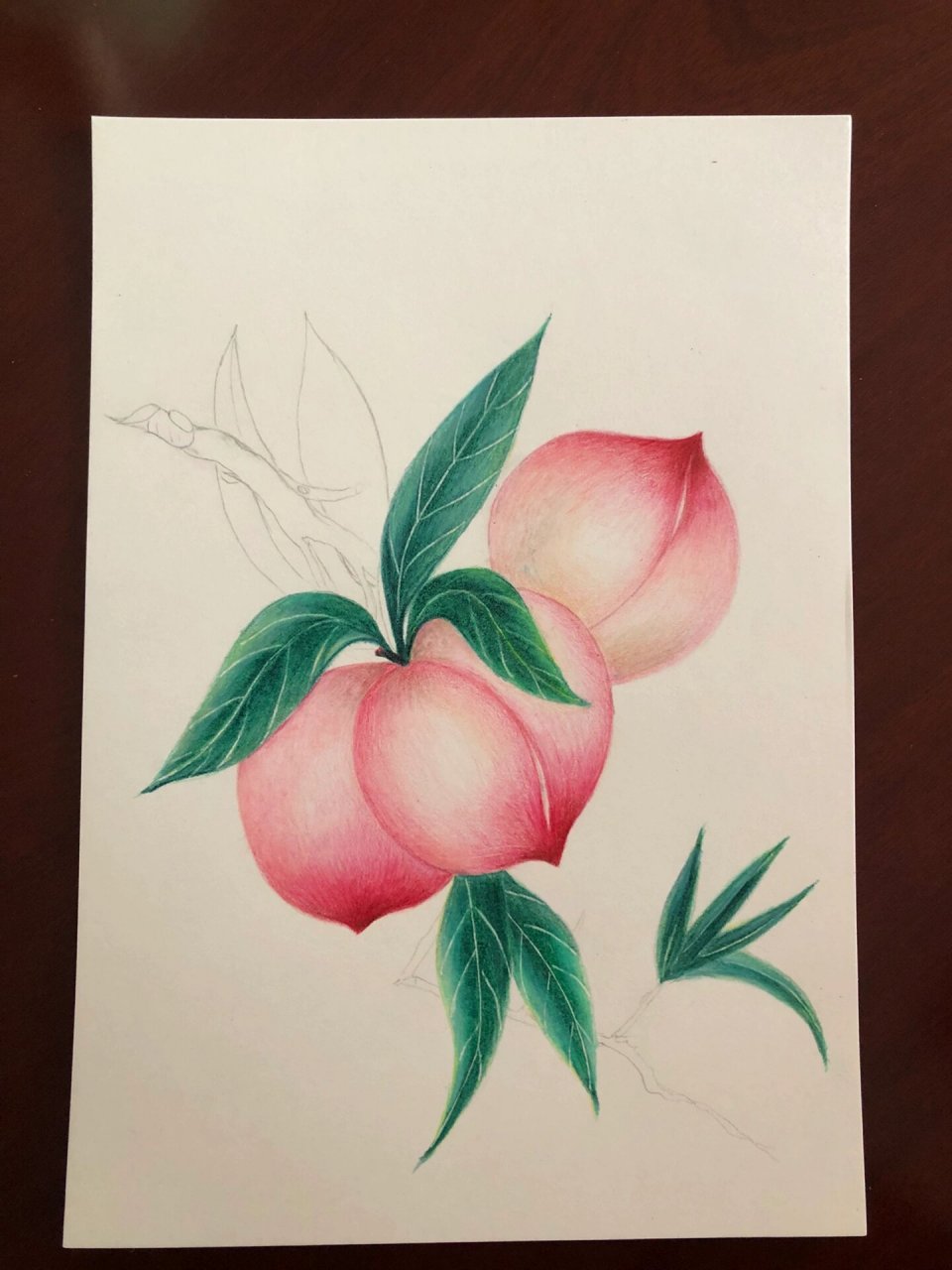 彩铅—水果之桃子/寿桃(附起型及过程图)