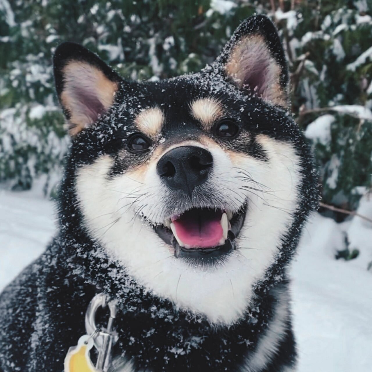 冬日柴犬情侣头像7615雪和柴柴真是太配了 下大雪了,oka chako玩