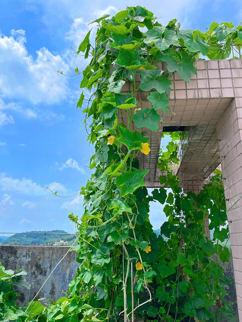 瓜的形状和之前那些长的都不一样,怎么飞上去的呢?只撒过黄瓜种子.