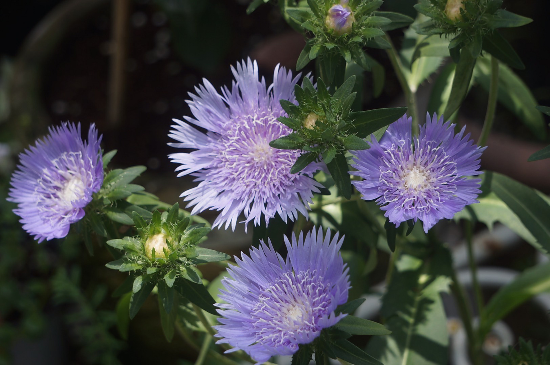 花园宿根推荐——琉璃菊 琉璃菊太好看了喵,花朵很大,漂亮的蓝紫色,还