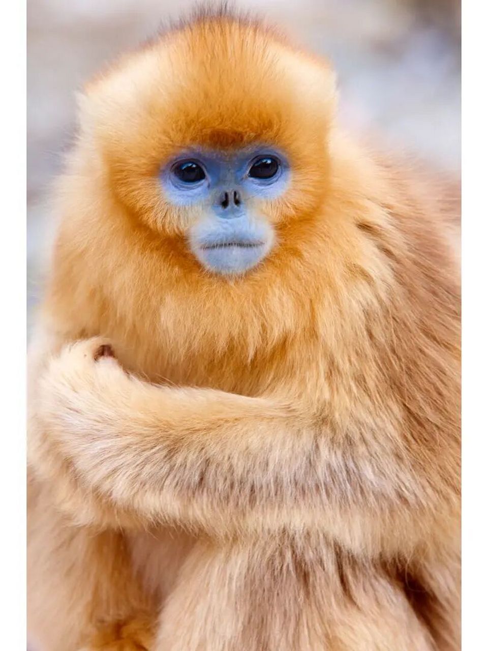 画100只动物,打卡第90张,蓝脸金丝猴(川金丝猴) 95 蓝脸金丝猴是