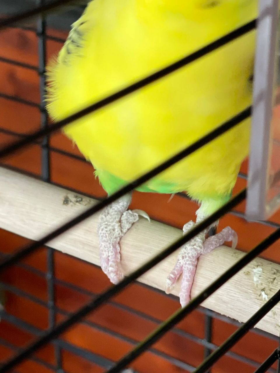 有小伙伴知道虎皮鹦鹉爪子是怎么了吗?是长藓了不?好急