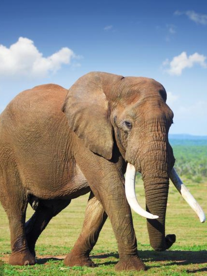大象的长鼻子👃不仅是它们寻找食物和汲水的工具,还是它们之间沟通