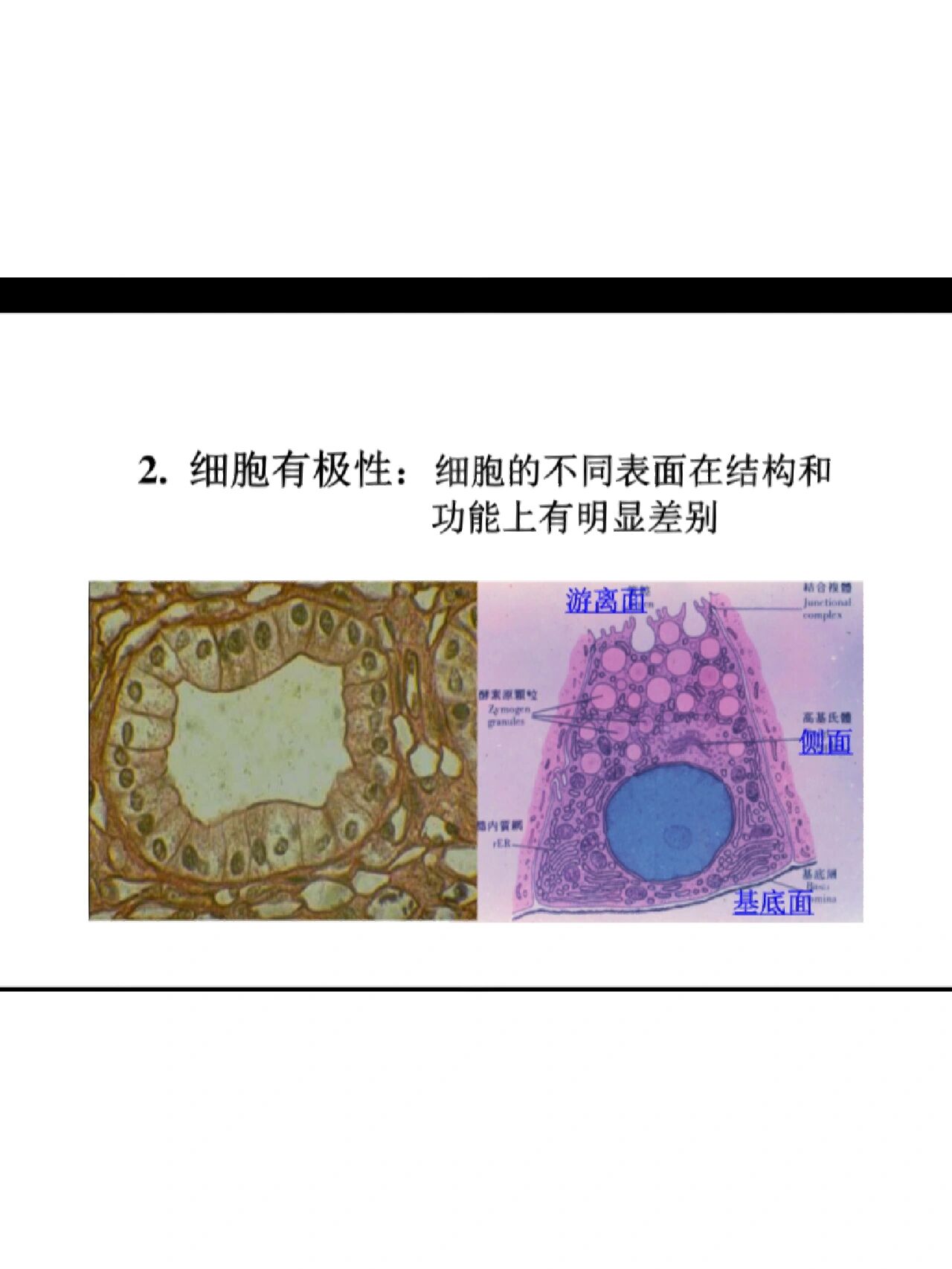 上皮组织的特殊结构图片