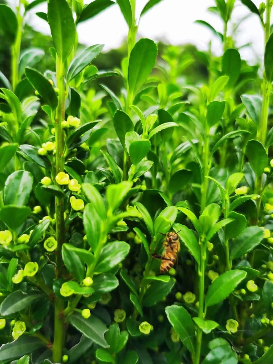 植物绿篱 | 特写篇-高档别院首选绿植围墙 直立冬青,又名"步步高升"