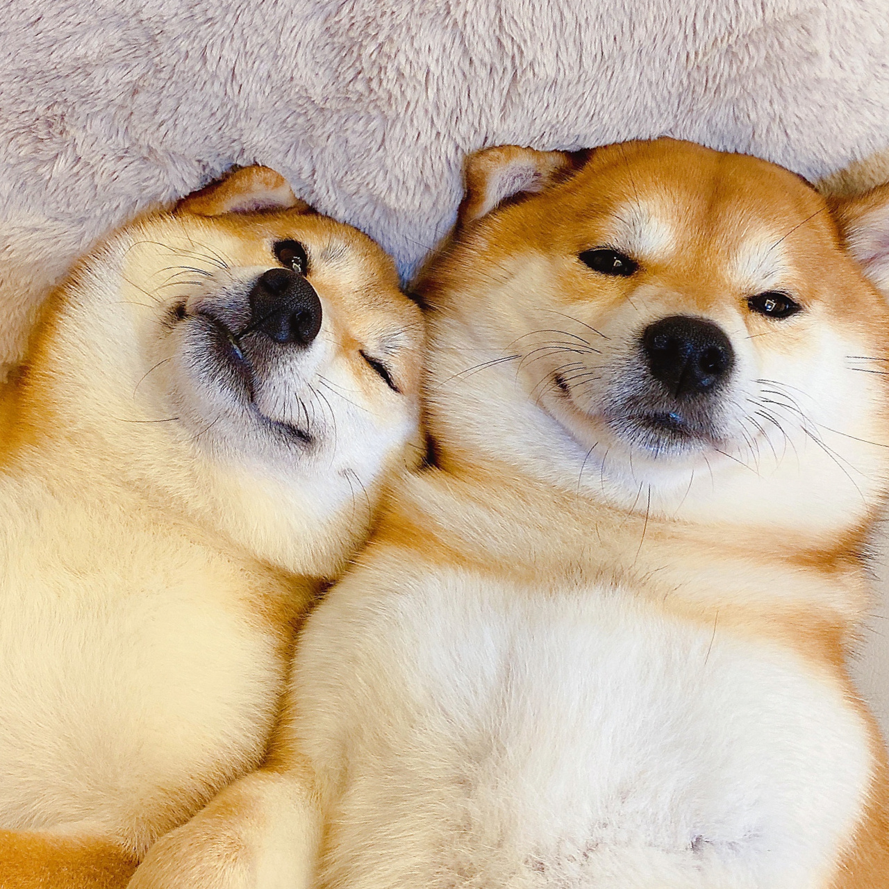 柴猪情侣头像合集第九弹92臭宝们好久不见 hi,臭宝们想我们了没有呀