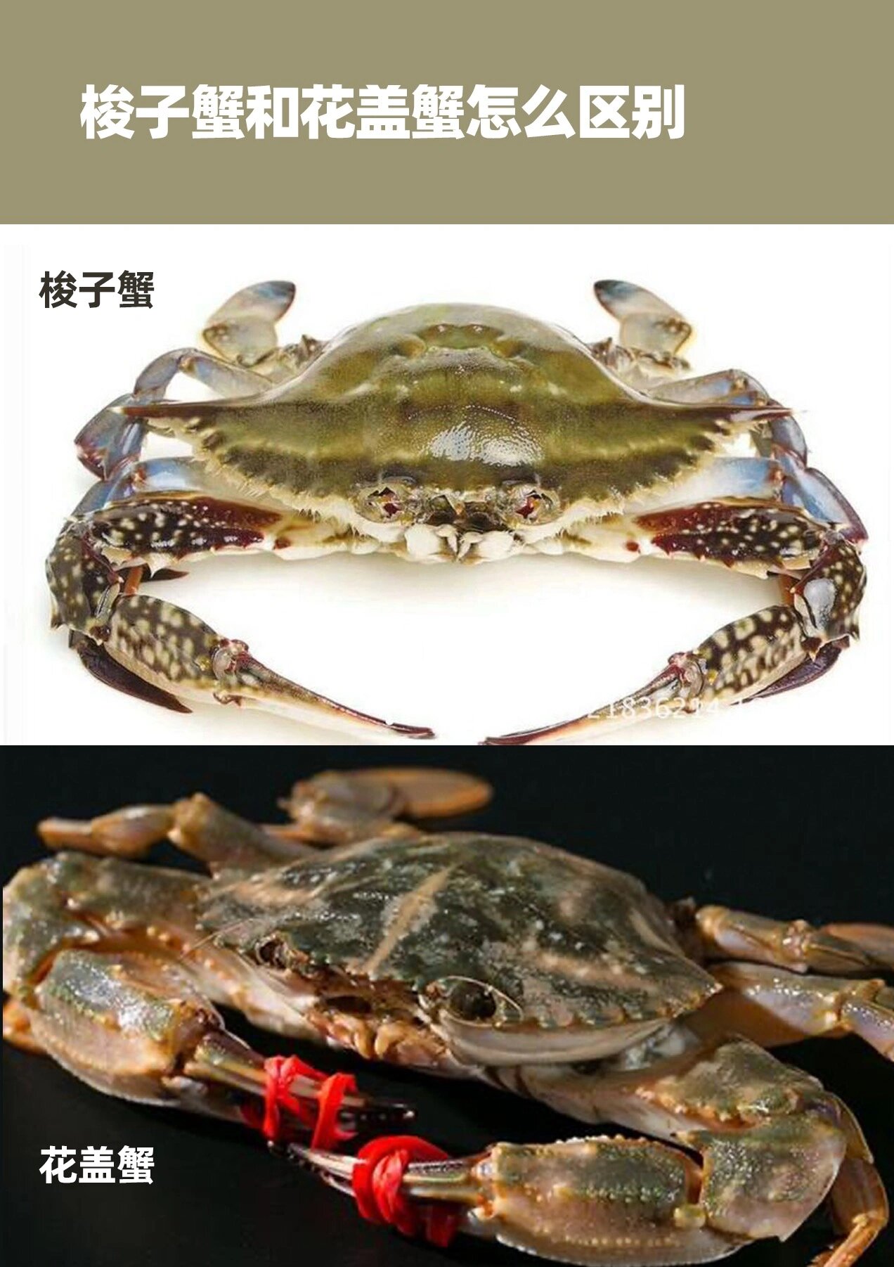 花盖蟹和梭子蟹的区别