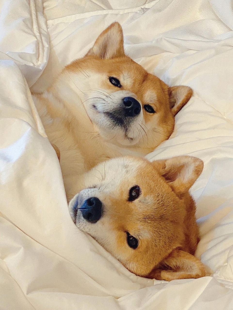 2021最新微信头像|背景图 可爱的柴犬又来啦,这次是来了两只哟 哈哈哈