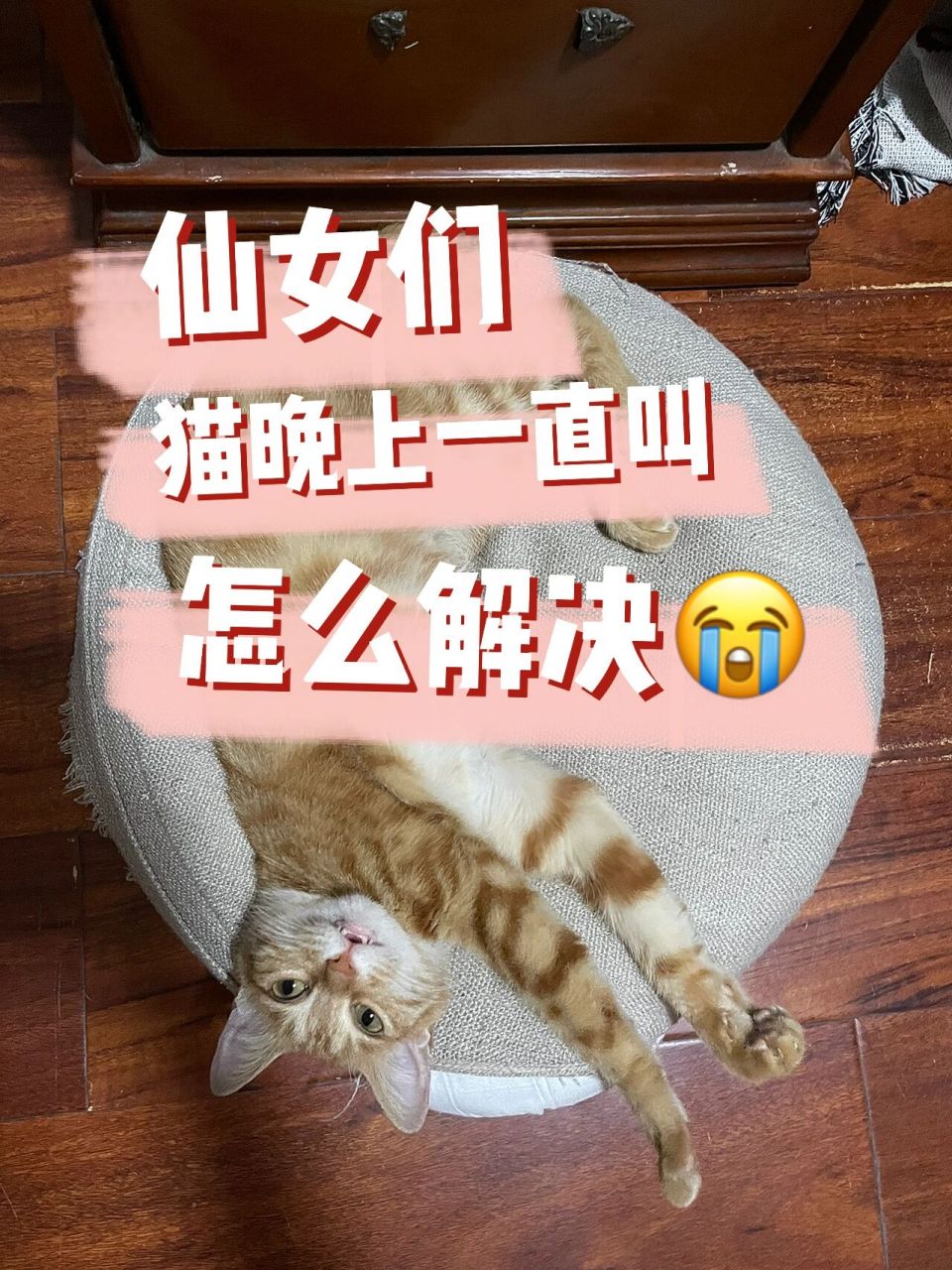 猫晚上一直叫严重影响睡眠怎么办 最近我的猫一直晚上狂叫,已绝育的