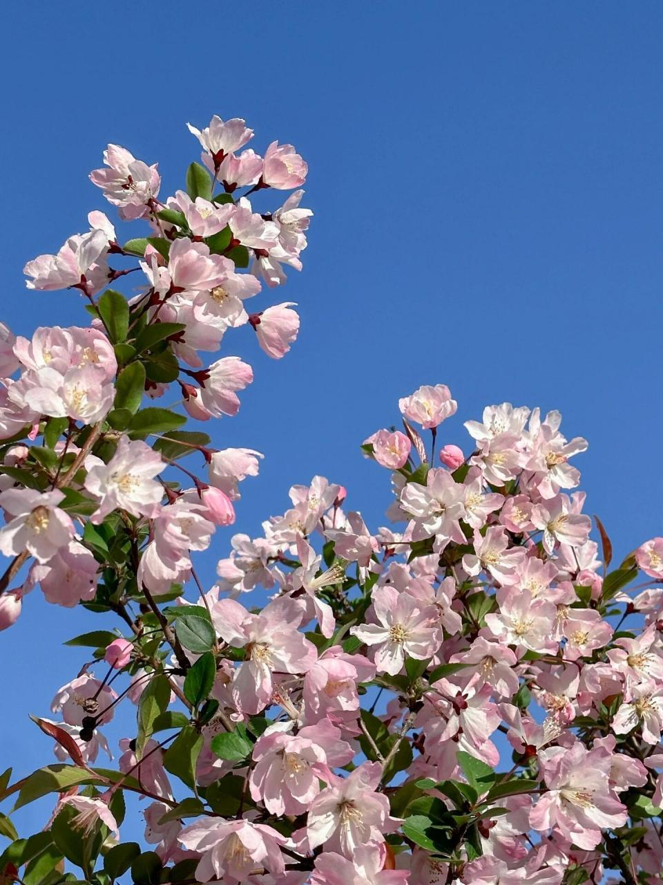 春天里盛开的海棠花 我拍的海棠花91 西府海棠介绍 别名:海红,子母