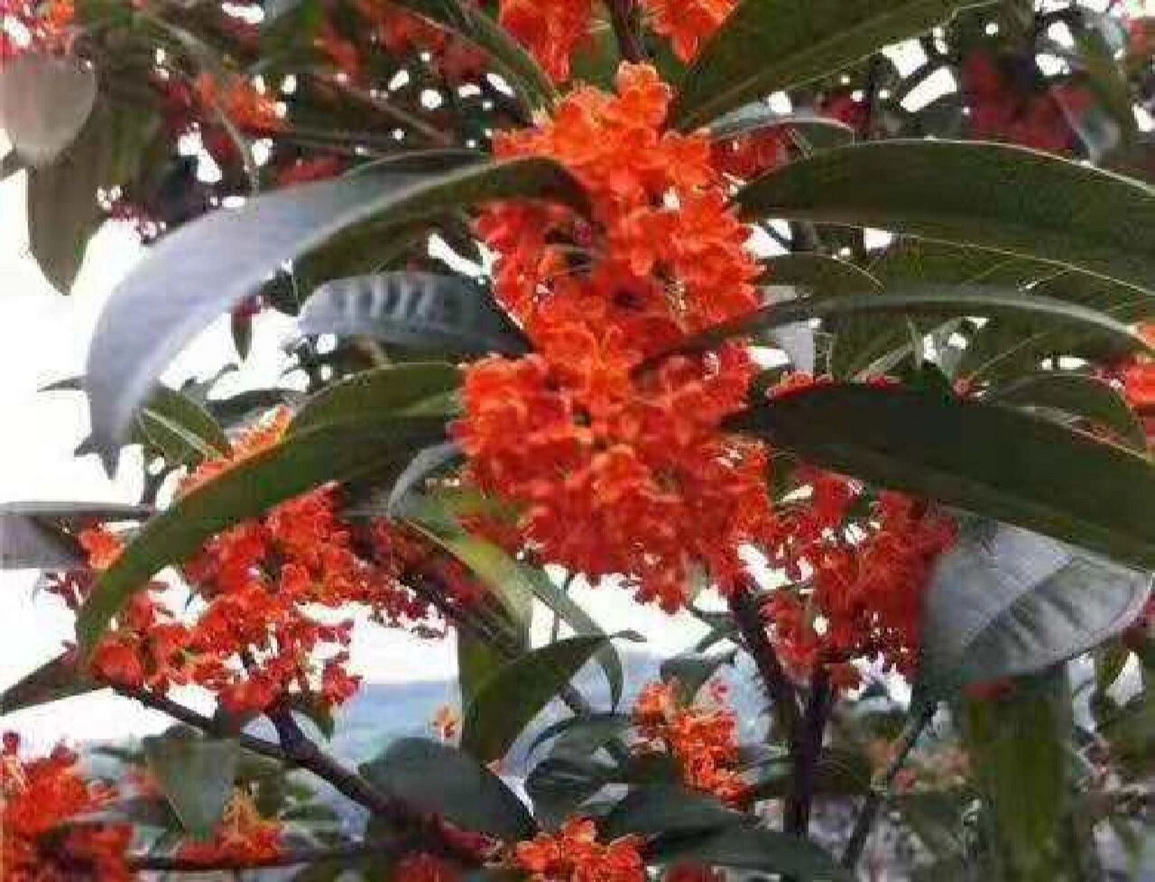 8-10公分粗红桂花500一颗包邮 红桂花地面直径8到10公分.