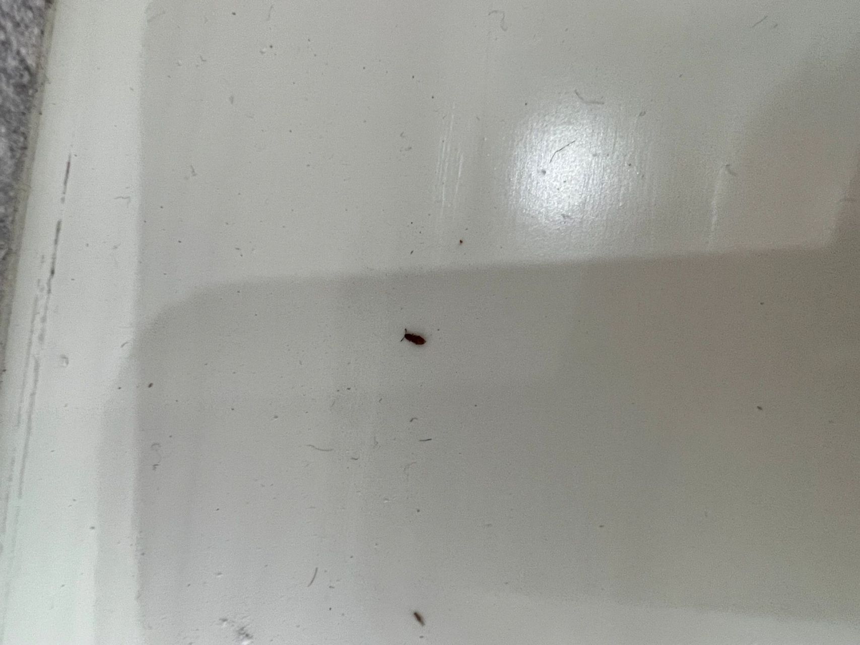 褐色的小飞虫.杀了好几次虫了.一直都还有