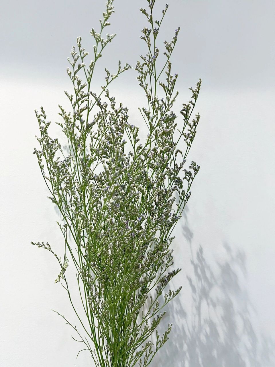 90别名: 跳舞草,情人草,无风自动草,多情草,风流草,求偶草等.