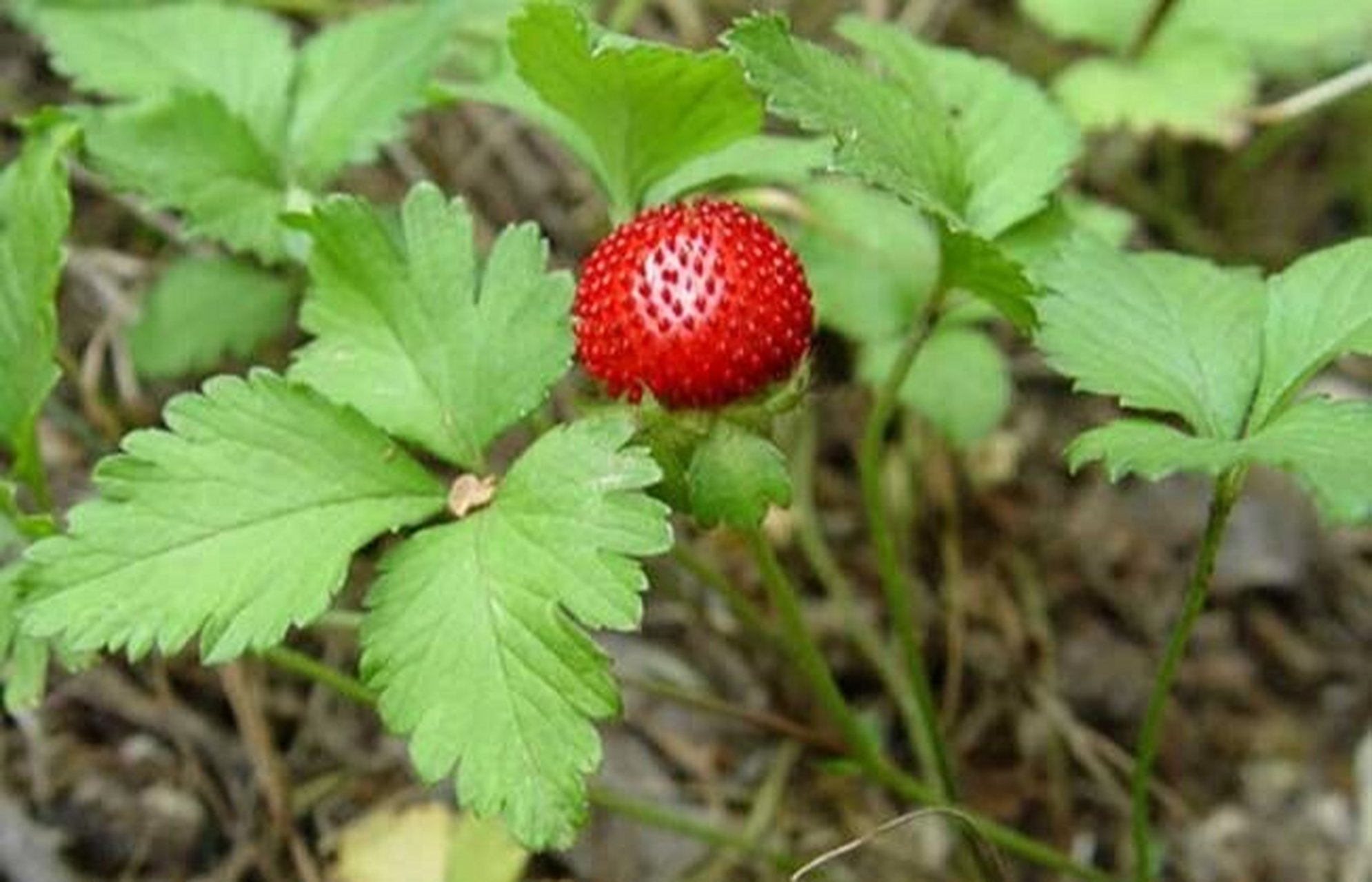 常见野外绿植—蛇莓 蛇莓:蔷薇科02,多年生草本,全株有柔毛;匍匐茎