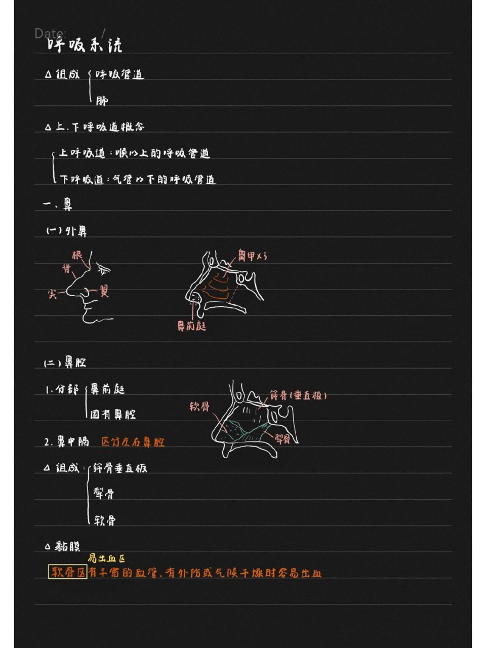 霍琨老师人体解剖学笔记-鼻和喉 系解笔记(十九) 呼吸系统之鼻和喉