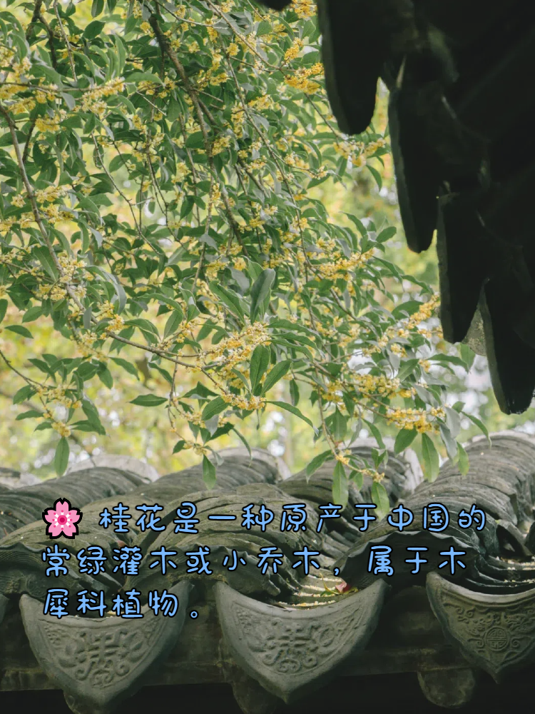 桂花树的相关资料(关于桂花树的资料大全)