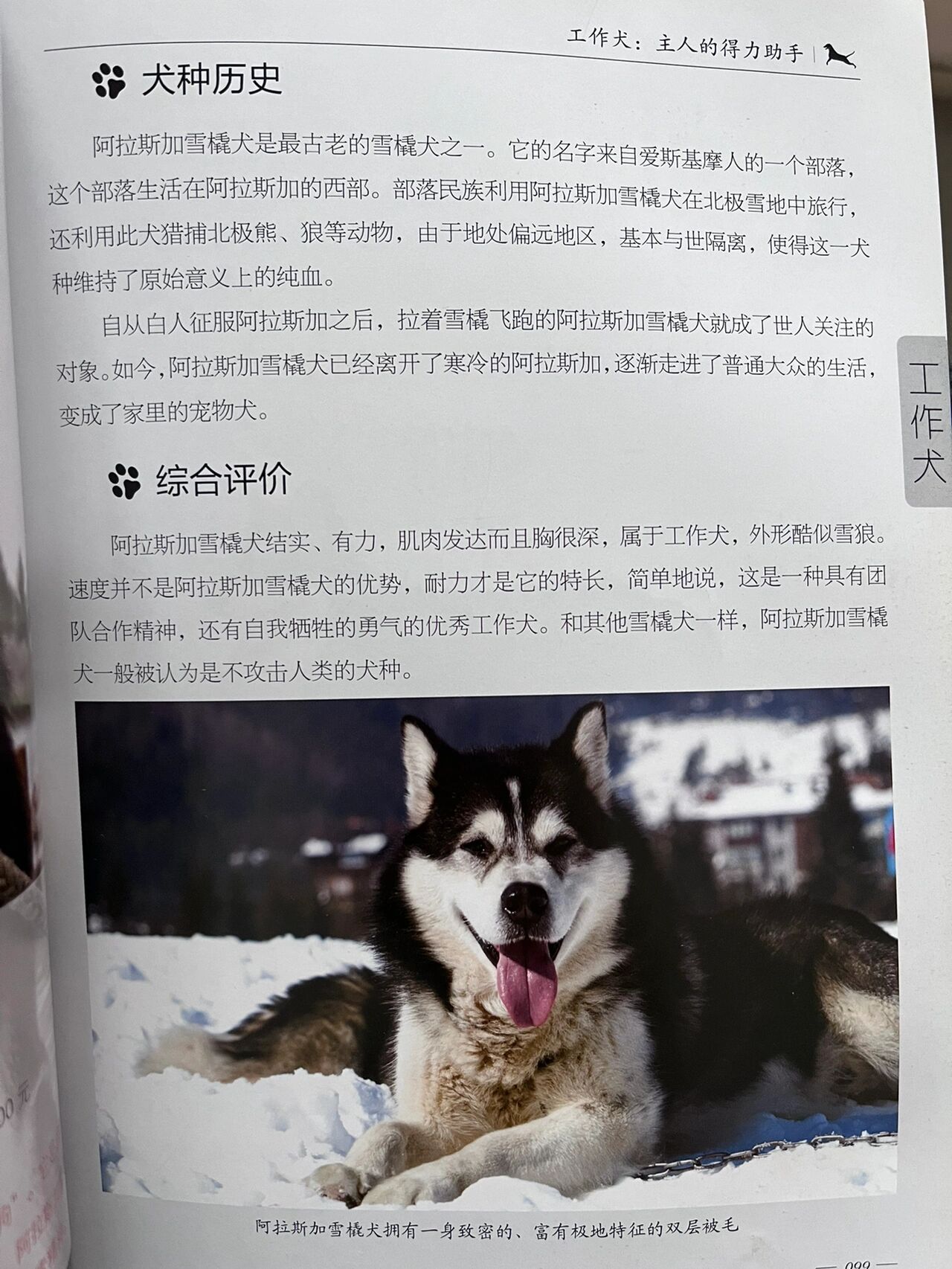 阿拉斯加 阿拉斯加雪橇犬也叫阿拉斯加犬